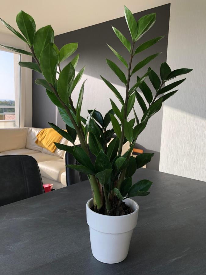La Terrasse Apartment Strasbourg Ngoại thất bức ảnh